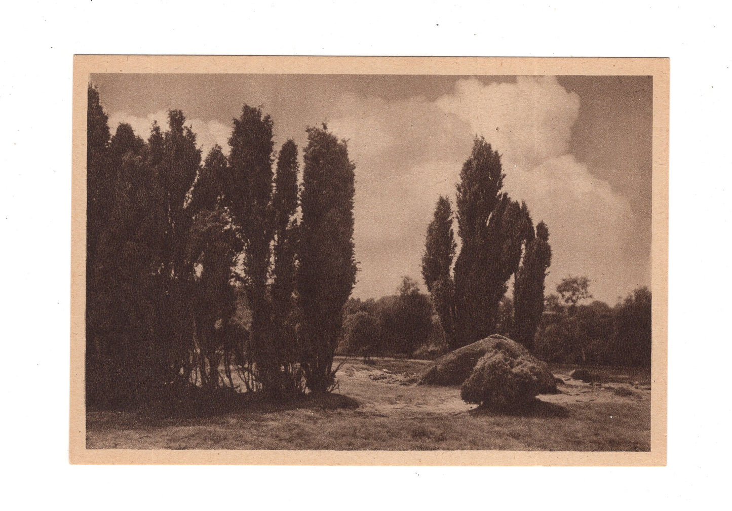 Ansichtskarte Lüneburger Heide