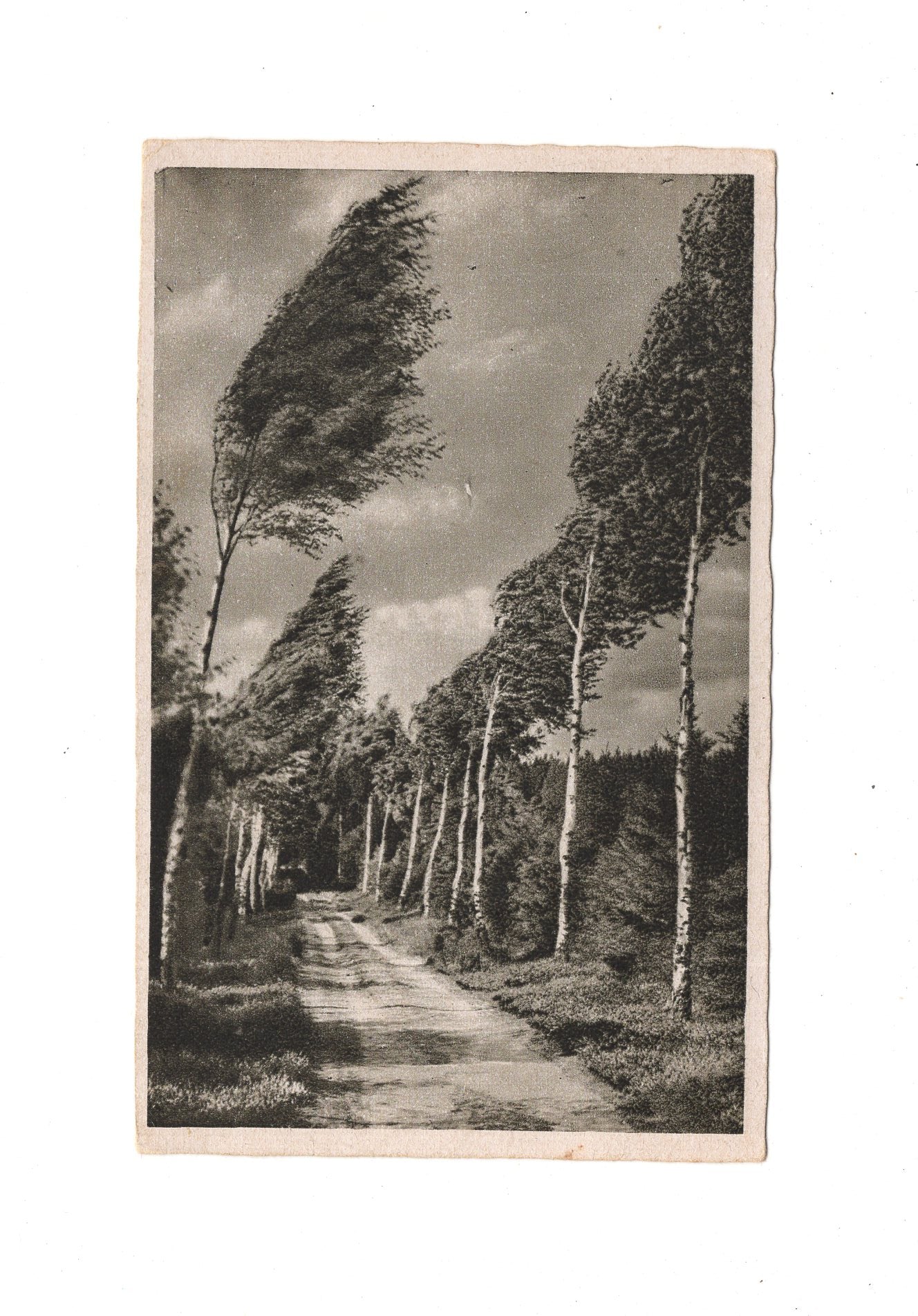 Ansichtskarte Birkenweg