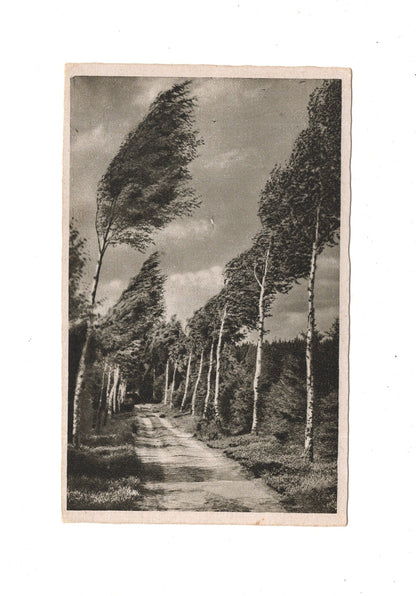 Ansichtskarte Birkenweg
