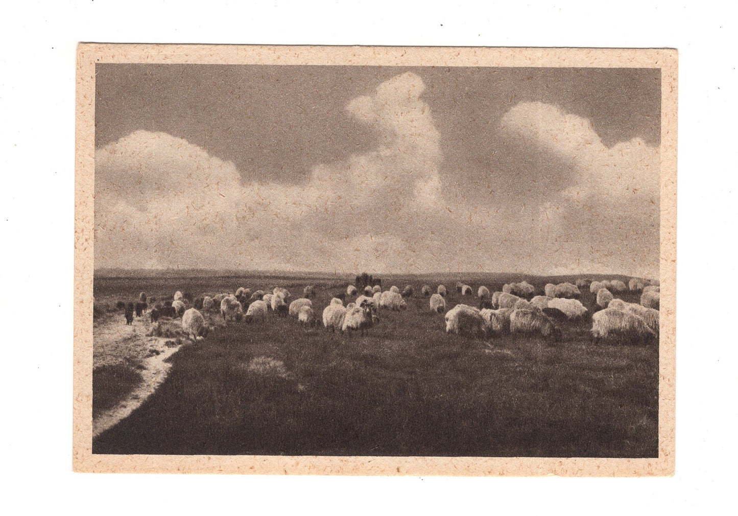 Ansichtskarte Lüneburger Heide