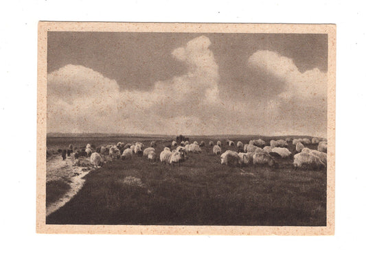 Ansichtskarte Lüneburger Heide