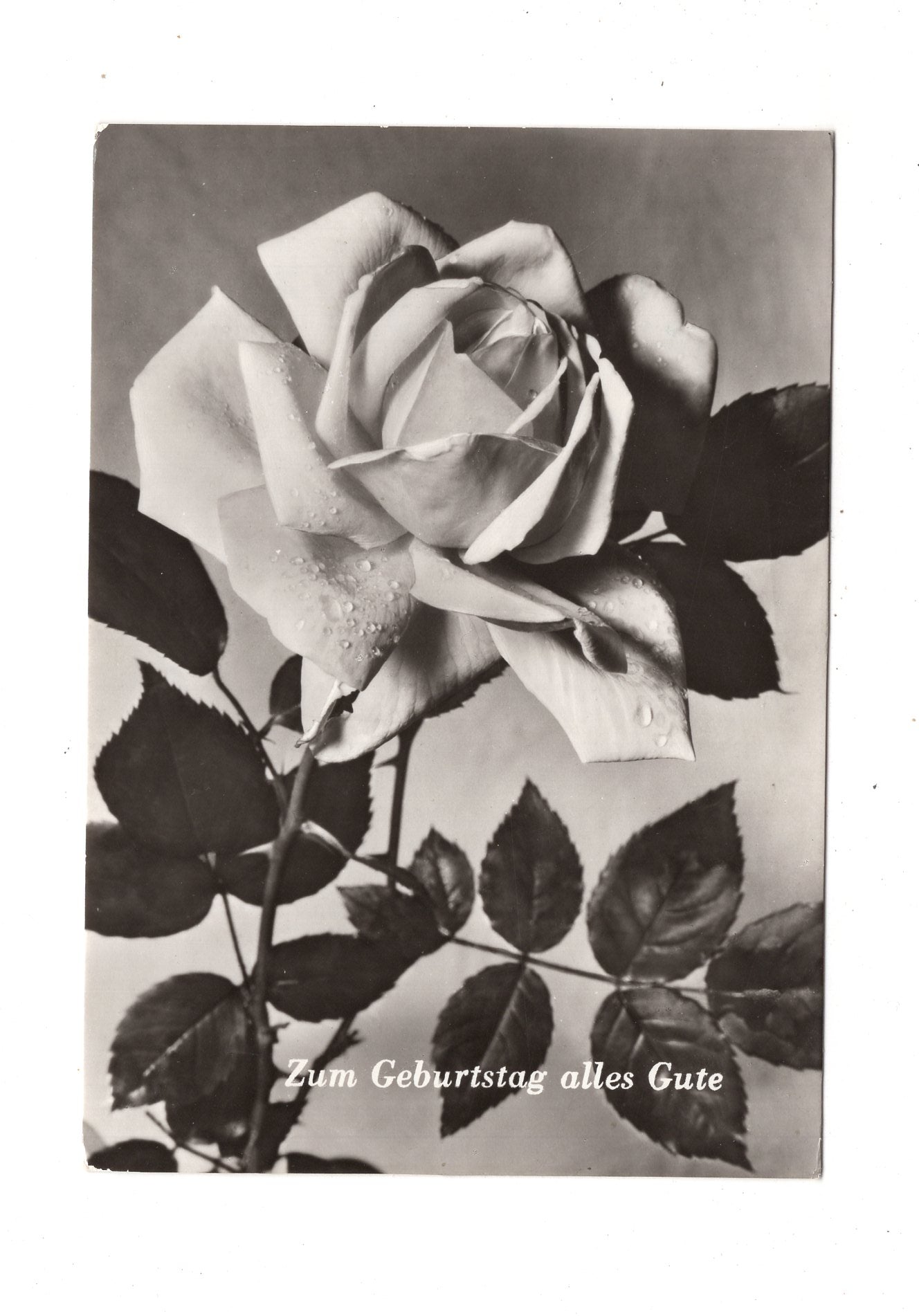 Ansichtskarte Glückwünsche / Glückwunsch zum Geburtstag / L1-60