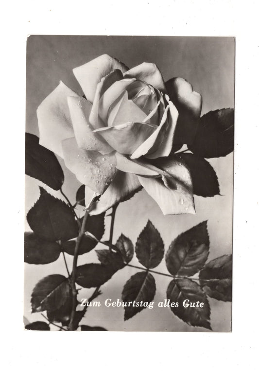 Ansichtskarte Glückwünsche / Glückwunsch zum Geburtstag / L1-60