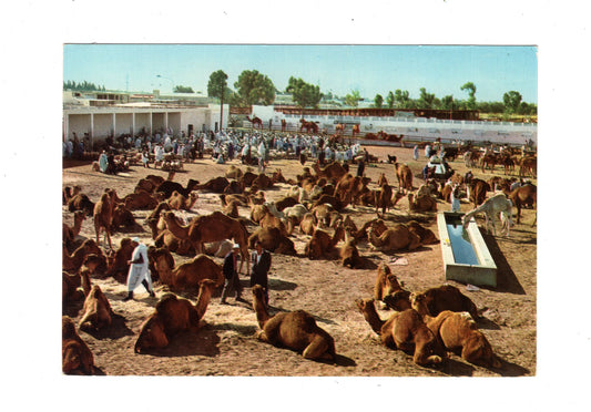 Ansichtskarte Tripolis / Kamel Markt / Libyen