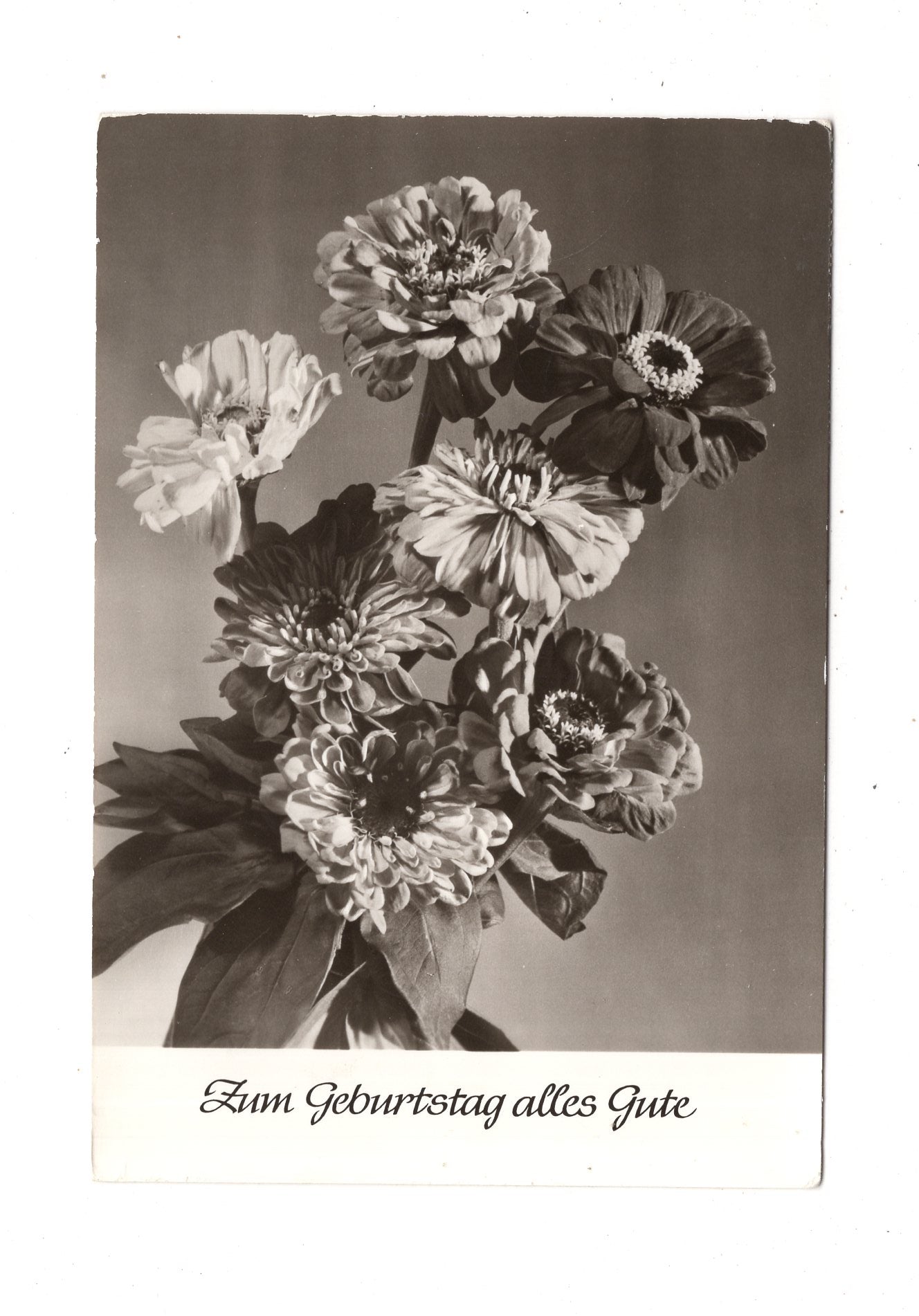 Ansichtskarte Glückwünsche / Glückwunsch zum Geburtstag / L1-61