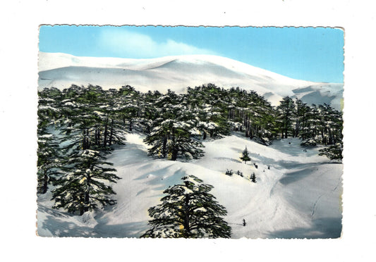 Ansichtskarte The Ceaders / Libanon