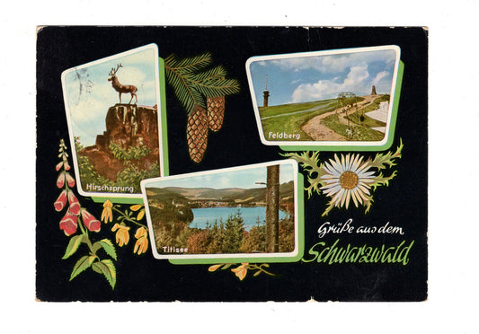Ansichtskarte Grüße aus dem Schwarzwald / G1-63