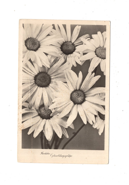 Ansichtskarte Glückwünsche / Glückwunsch zum Geburtstag / L1-61