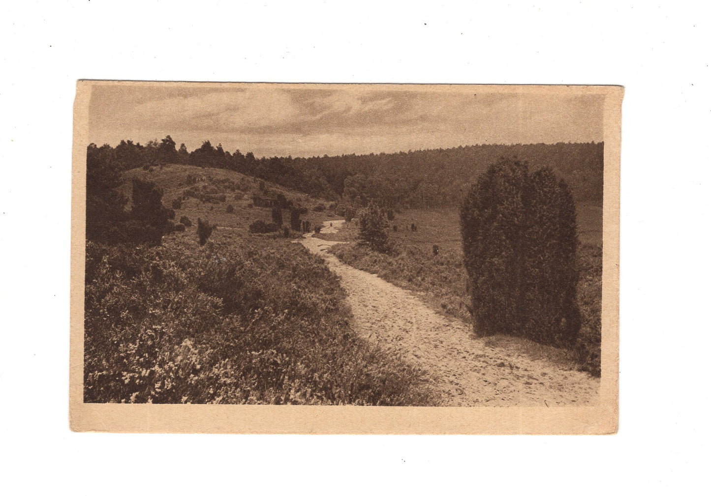 Ansichtskarte Lüneburger Heide / Weg zum Totengrund bei Wilsede