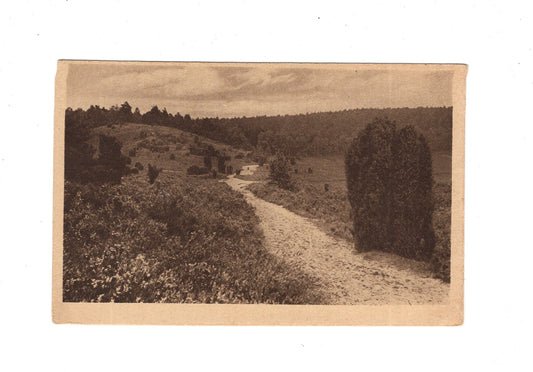 Ansichtskarte Lüneburger Heide / Weg zum Totengrund bei Wilsede