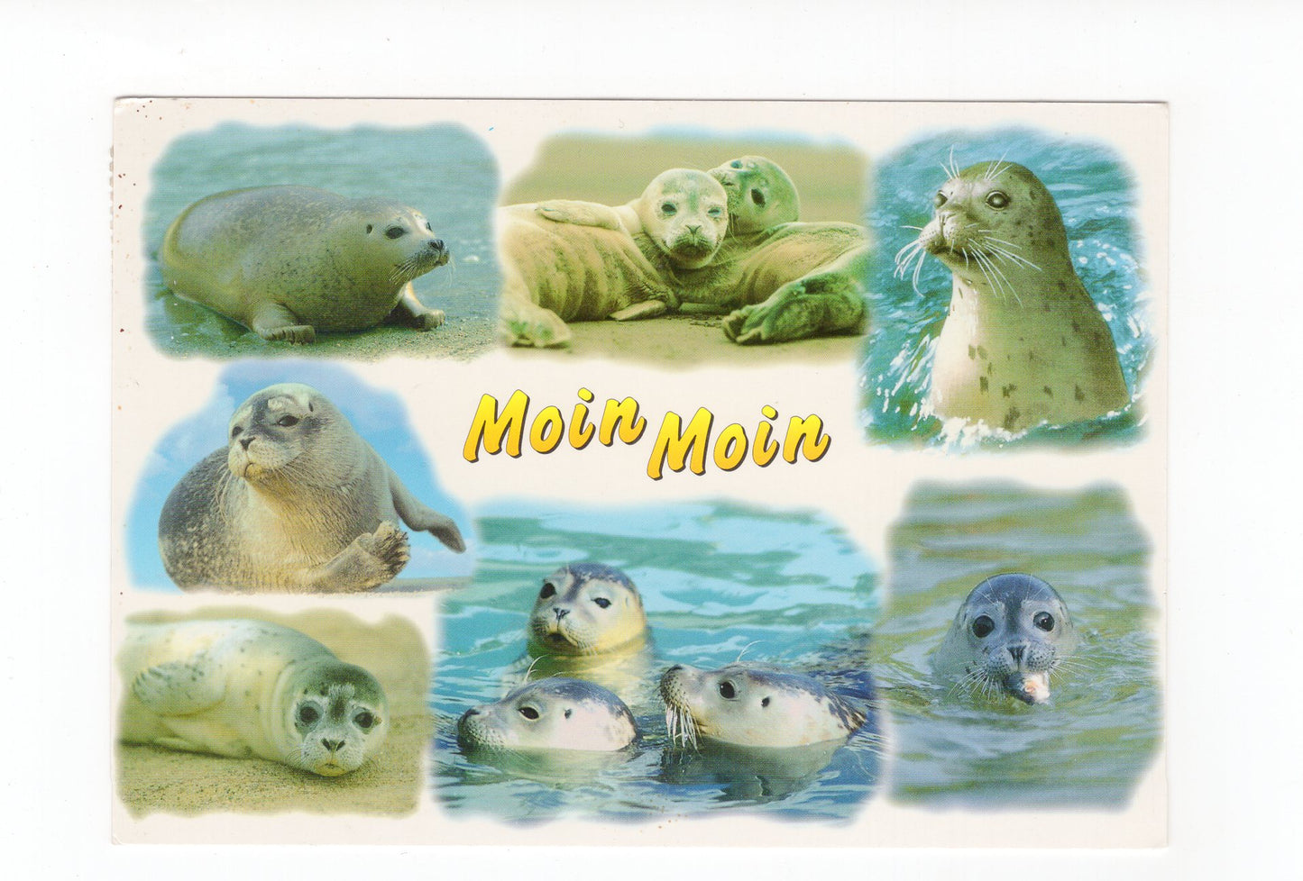 Ansichtskarte Schöne Grüße von der See / Seehunde