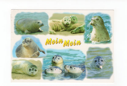 Ansichtskarte Schöne Grüße von der See / Seehunde