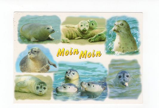 Ansichtskarte Schöne Grüße von der See / Seehunde