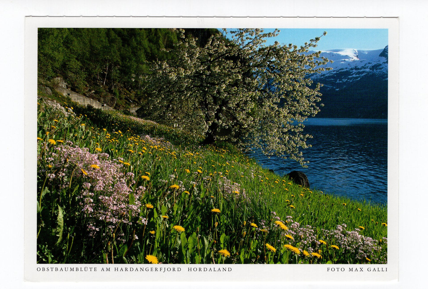 Ansichtskarte Obstbaumblüte am Hardangerfjord / Norwegen