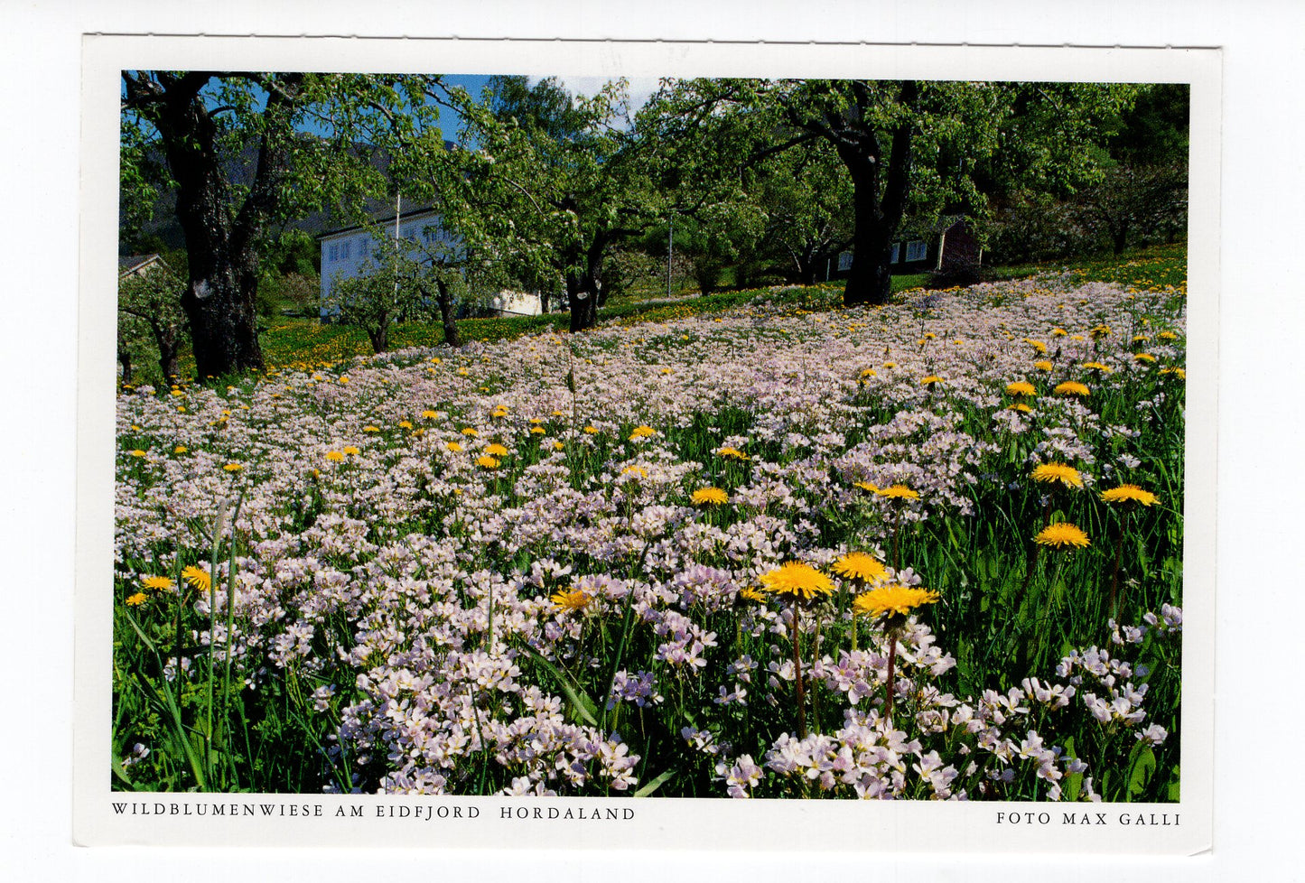 Ansichtskarte Wildblumenwiese am Eidfjord / Norwegen