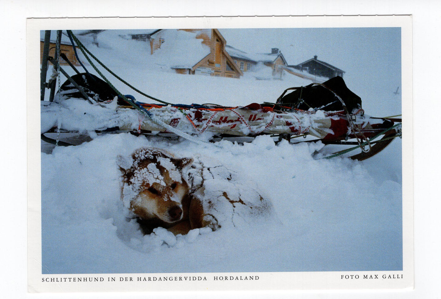 Ansichtskarte Schlittenhund in der Hardangervidda / Norwegen