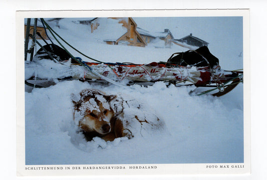 Ansichtskarte Schlittenhund in der Hardangervidda / Norwegen