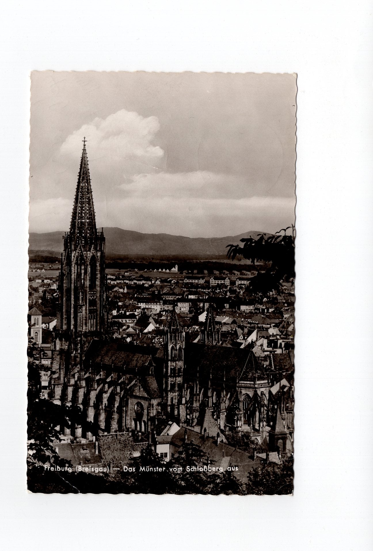 Ansichtskarte Freiburg im Breisgau / Das Münster vom Schlossberg aus