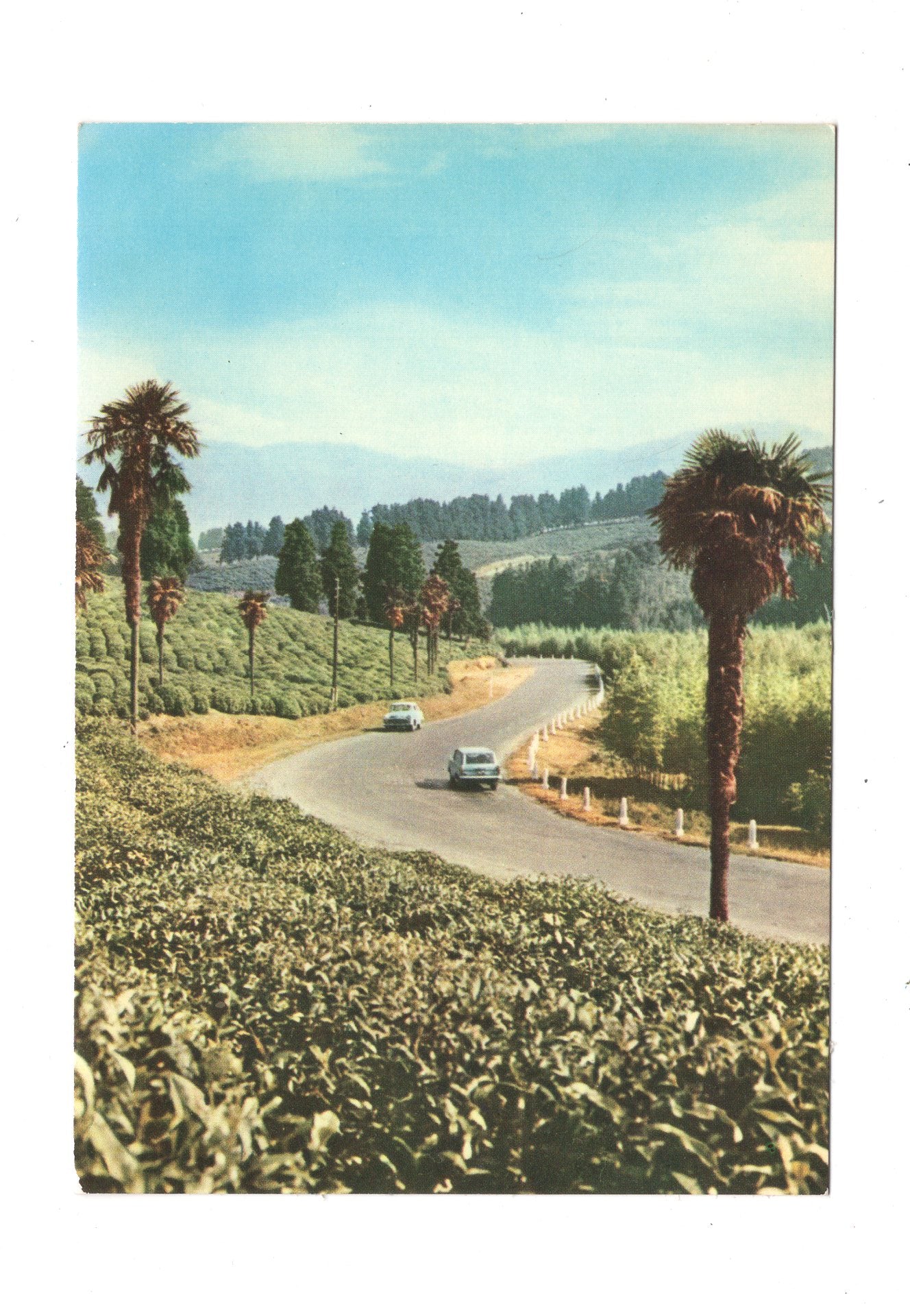 Ansichtskarte Road to the Chakva State Farm / Georgien