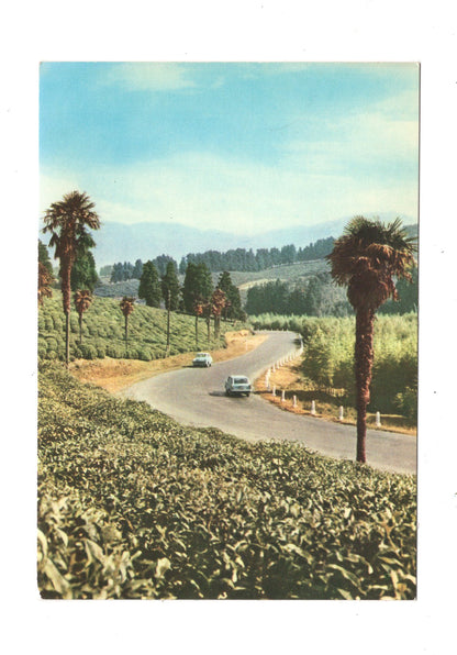 Ansichtskarte Road to the Chakva State Farm / Georgien