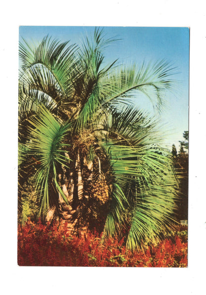 Ansichtskarte Abkhazia / Recreation park in Gagra / Georgien