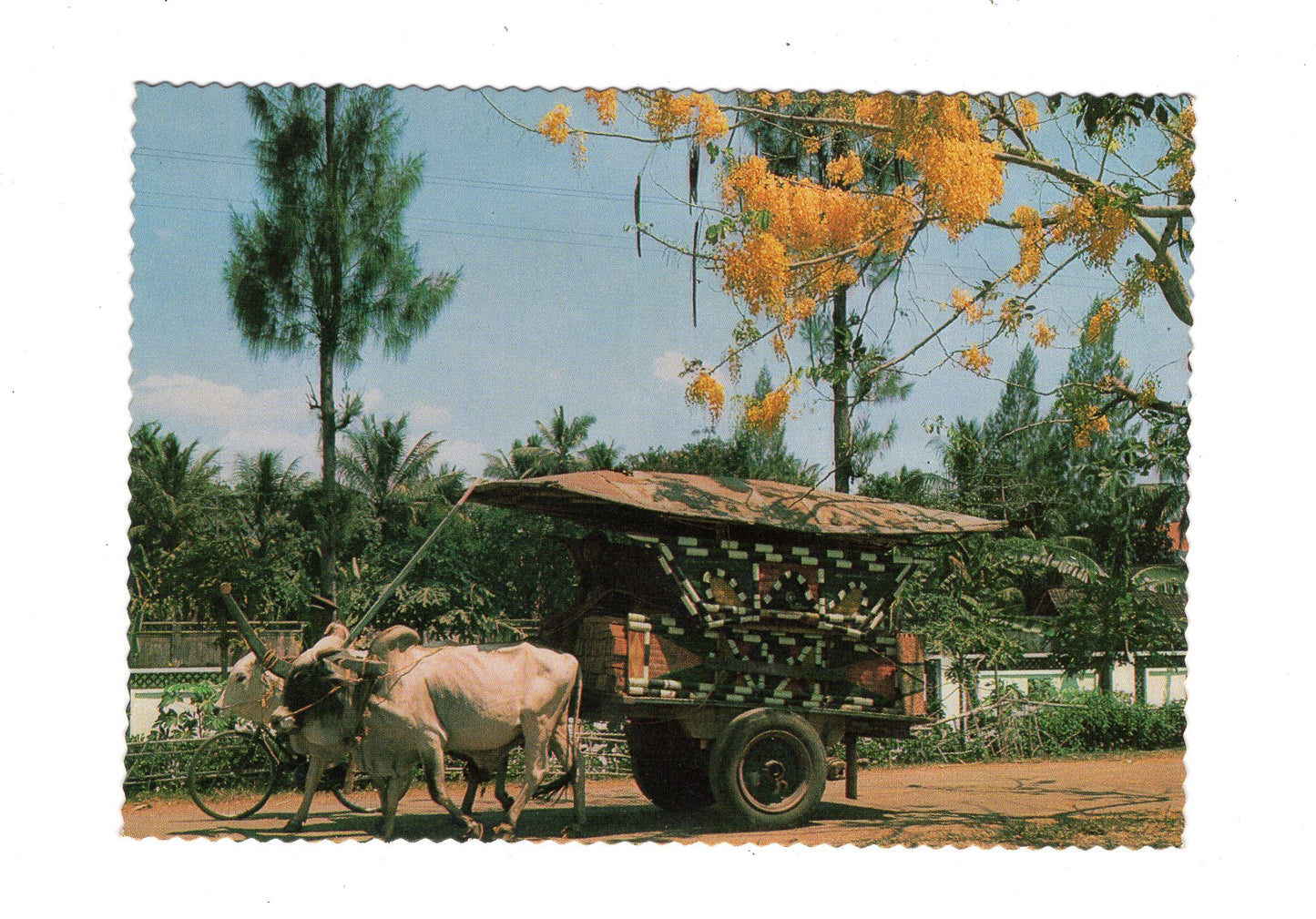 Ansichtskarte The bull cart in Central Java / Indonesien