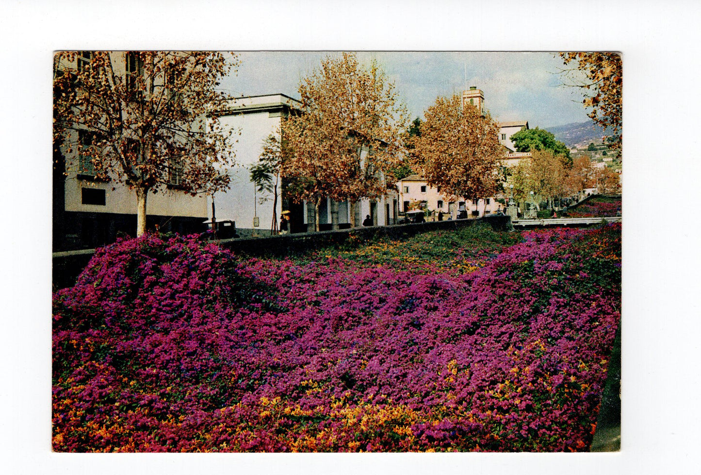 Ansichtskarte Madeira / Funchal / Portugal