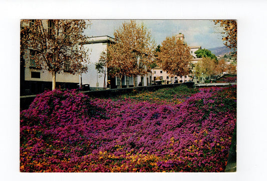 Ansichtskarte Madeira / Funchal / Portugal