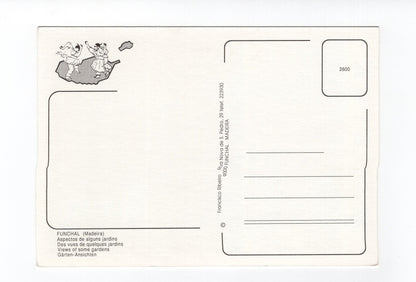 Ansichtskarte Madeira / Funchal / Portugal