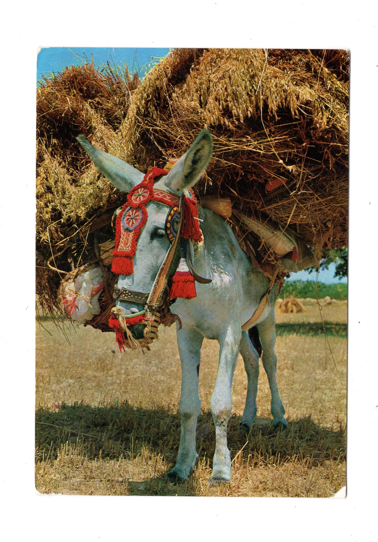 Ansichtskarte Espana Tipica / Burros / Spanien