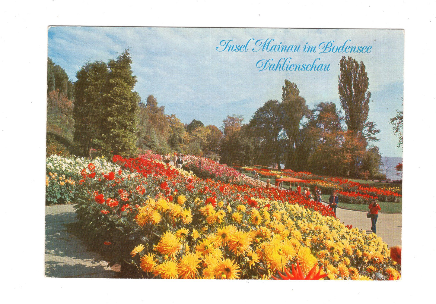 Ansichtskarte Insel Mainau im Bodensee / Dahlienschau