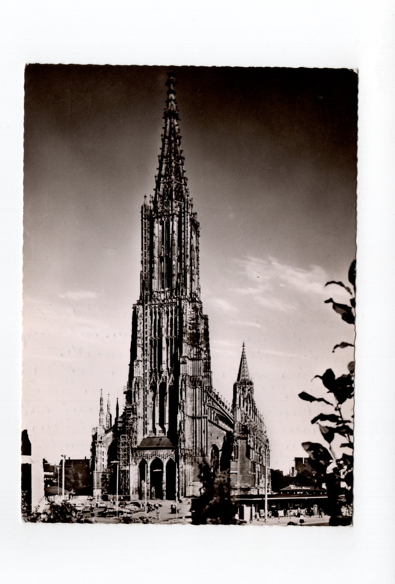 Ansichtskarte Ulm an der Donau / Münster