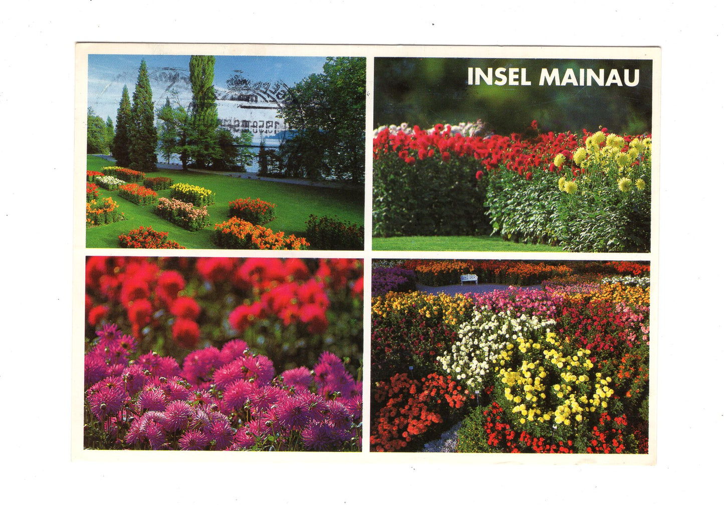 Ansichtskarte Insel Mainau im Bodensee / Dahlienschau
