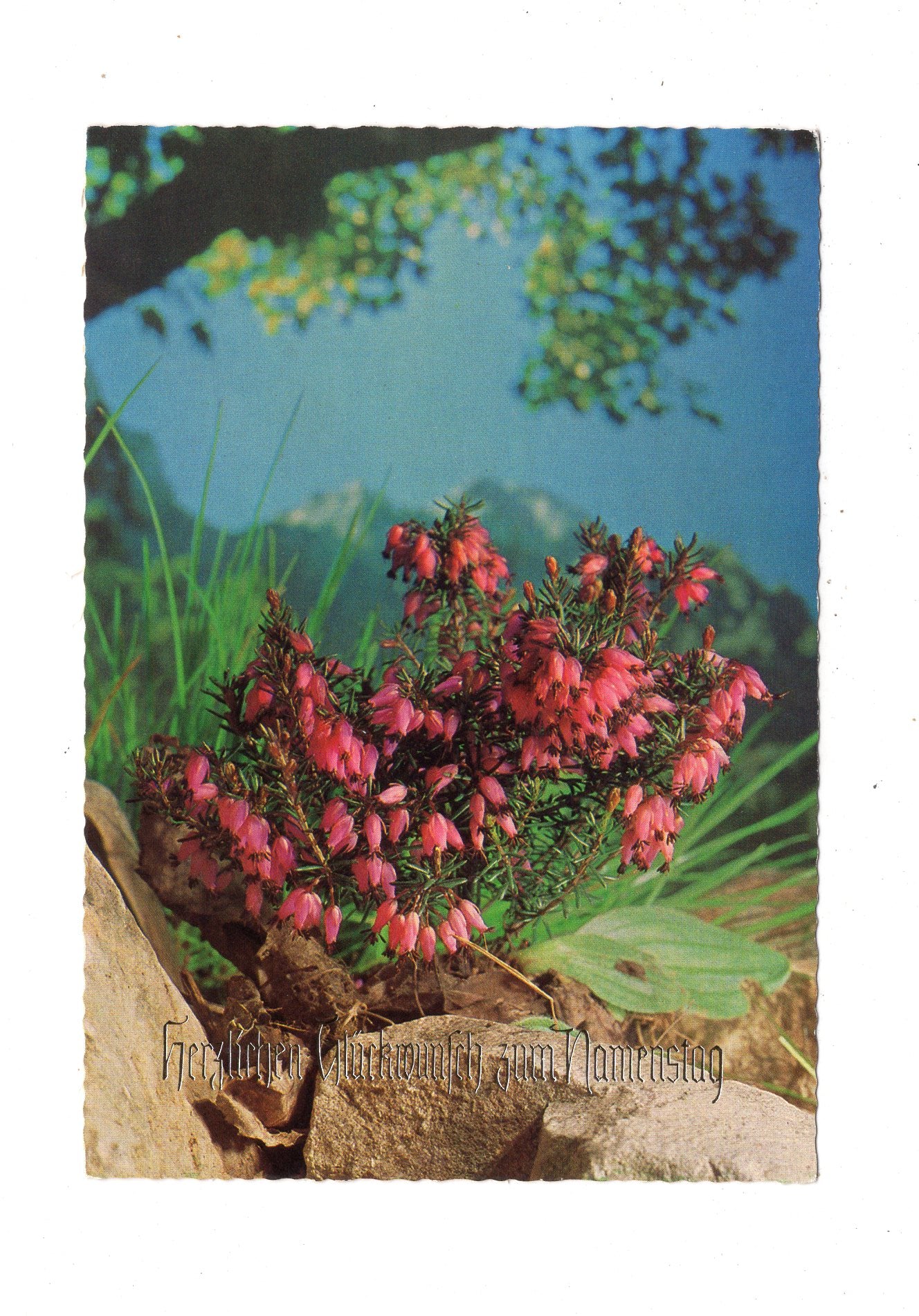 Ansichtskarte Glückwünsche / Glückwunsch zum Namenstag / L1-63