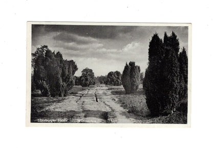 Ansichtskarte Lüneburger Heide / Wacholderweg