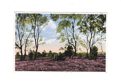 Ansichtskarte Lüneburger Heide