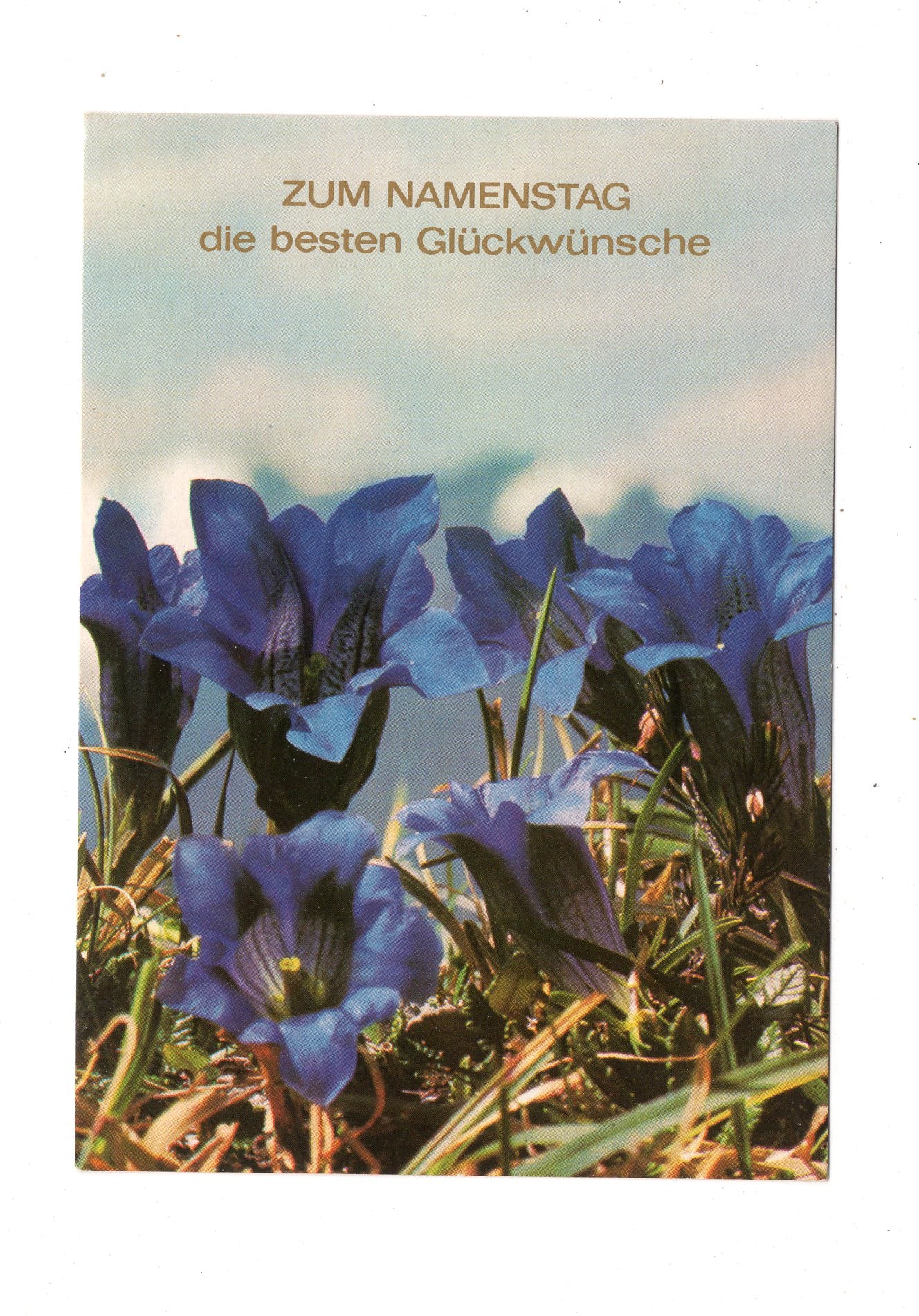 Ansichtskarte Glückwünsche / Glückwunsch zum Namenstag / L1-64