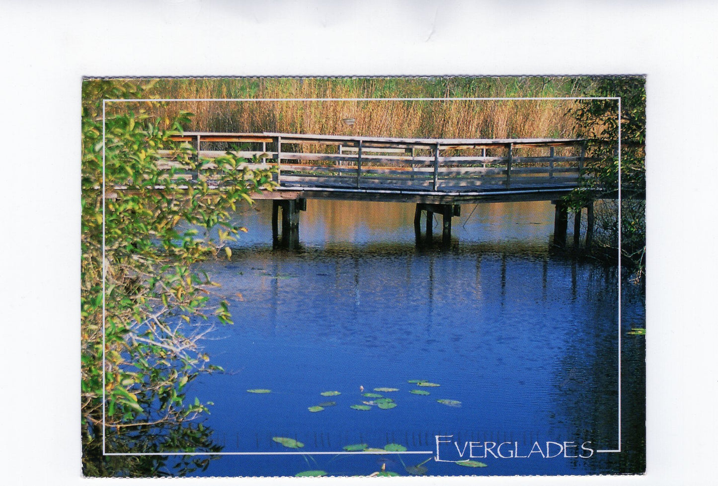 Ansichtskarte Everglades / Florida / USA