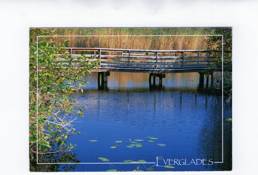Ansichtskarte Everglades / Florida / USA