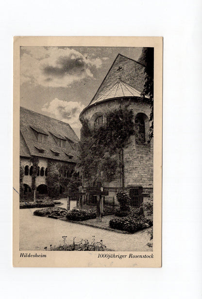 Ansichtskarte Hildesheim / 1000jähriger Rosenstock