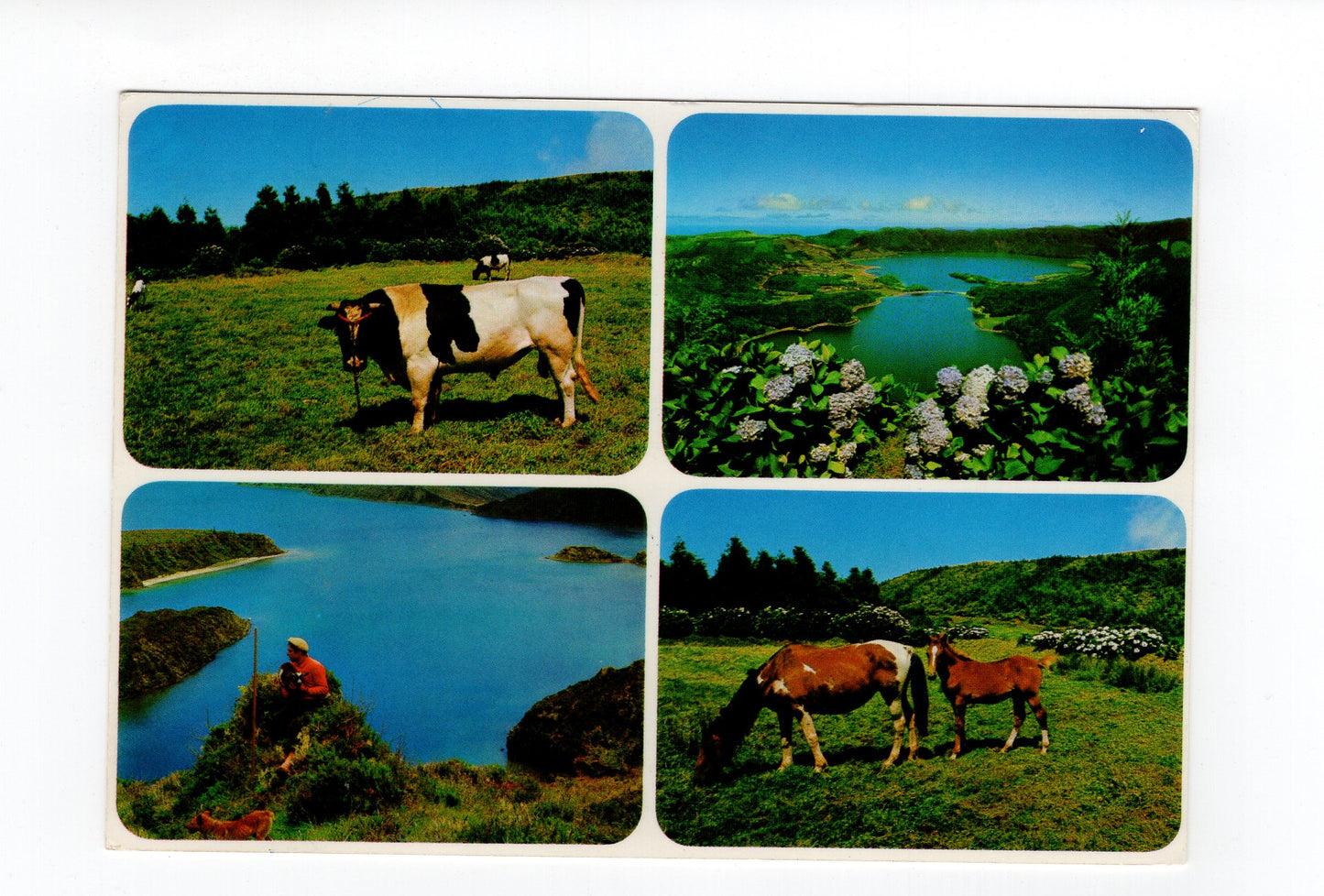 Ansichtskarte S. Miguel / Acores / Portugal