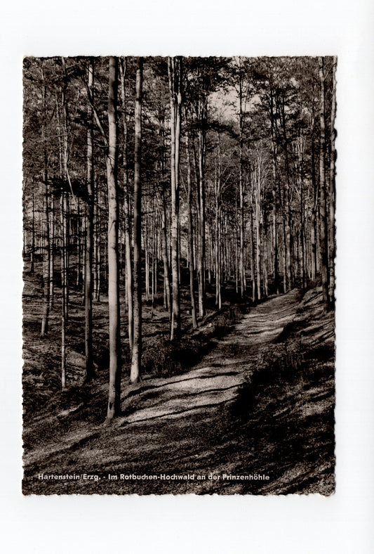Ansichtskarte Hartenstein / Erzgebirge / Im Rotbuchen-Hochwald