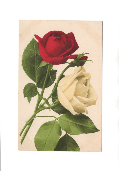 Ansichtskarte Blumen und Pflanzen / Rosen