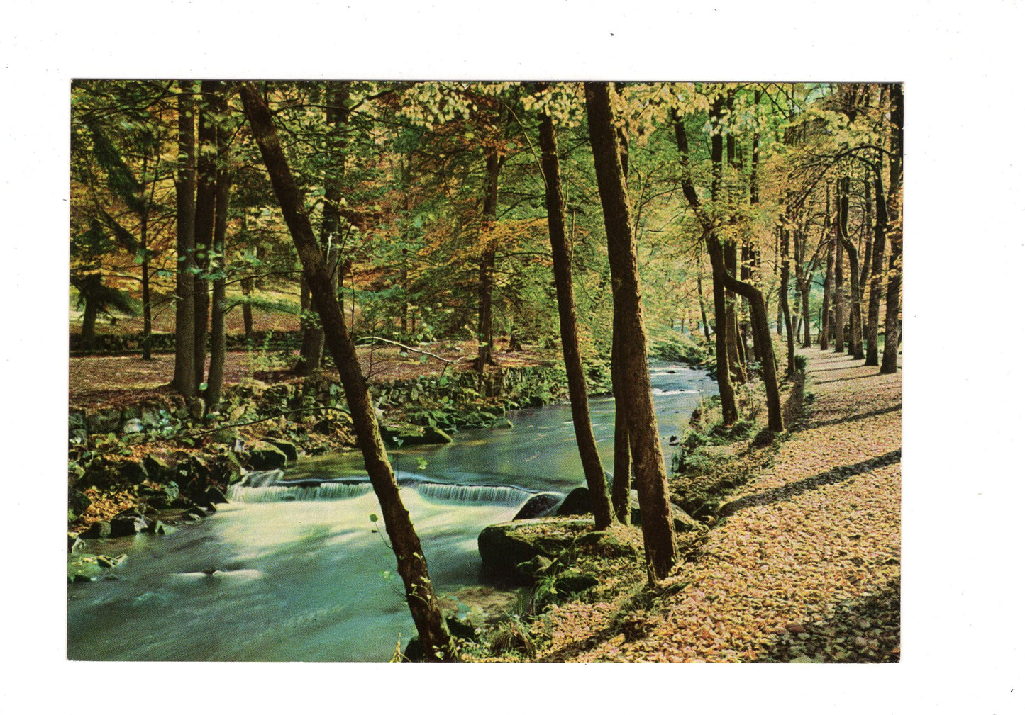 Ansichtskarte Wildbad im Schwarzwald / In den Enzanlagen / G1-68