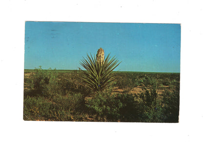 Ansichtskarte Yucca / Spanish Bayonet / Mexiko