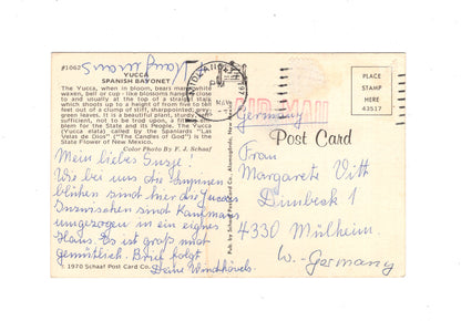 Ansichtskarte Yucca / Spanish Bayonet / Mexiko