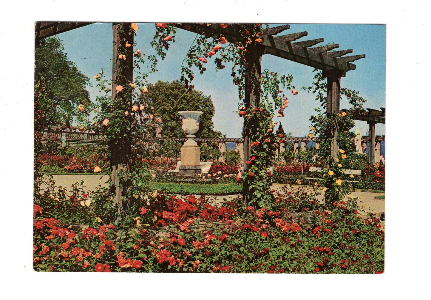 Ansichtskarte Insel Mainau im Bodensee / Rosengarten / K1-52