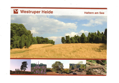 Ansichtskarte Haltern am See / Westruper Heide