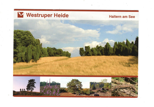 Ansichtskarte Haltern am See / Westruper Heide