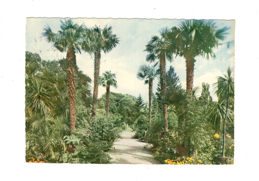 Ansichtskarte Bad Pyrmont / Palmengarten im Kurpark